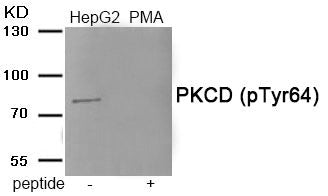Phospho-PRKCD (Tyr64) Antibody