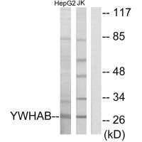YWHAB Antibody