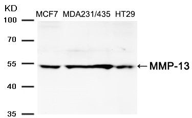 MMP13 Antibody