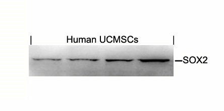 SOX2 Antibody