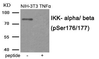 Phospho-CHUK/IKBKB (Ser176/177) Antibody
