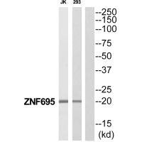 ZNF695 Antibody