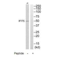 IFIT5 Antibody