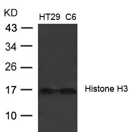 Histone H3 (Ab-27) Antibody