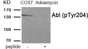 Phospho-ABL1 (Tyr204) Antibody