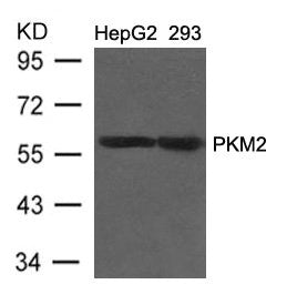 PKM Antibody