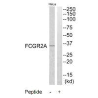 FCGR2A Antibody
