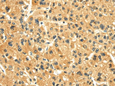 SNX20 Antibody