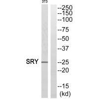 SRY Antibody
