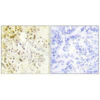 CCNL1 Antibody