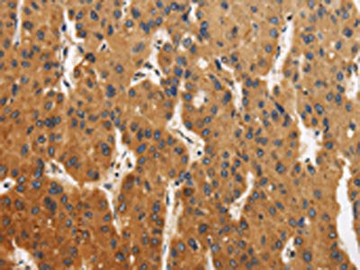 CALU Antibody
