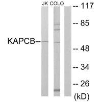 PRKACB Antibody