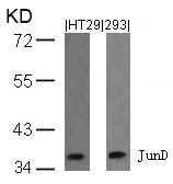JUND (Ab-255) Antibody