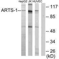ERAP1 Antibody
