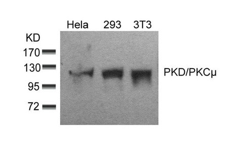 PRKD1 (Ab-910) Antibody