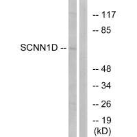 SCNN1D Antibody