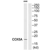 COX5A Antibody