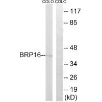 HGH1 Antibody