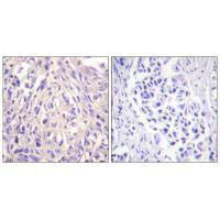 UBA7 Antibody