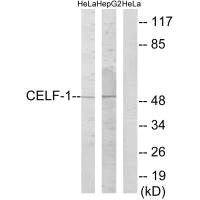 CELF1 Antibody