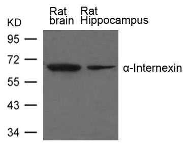 INA Antibody