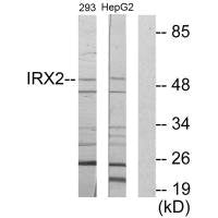 IRX2 Antibody