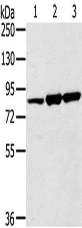 SENP5 Antibody
