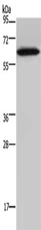 NCF2 Antibody