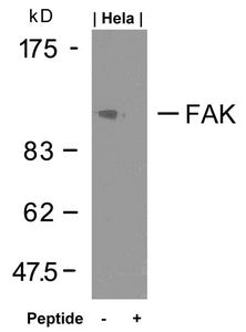 PTK2 (Ab-925) Antibody