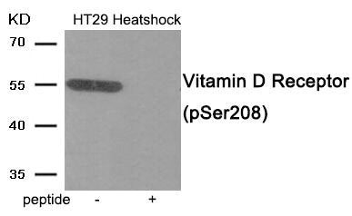 Phospho-VDR (Ser208) Antibody