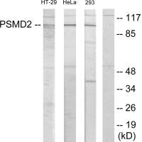 PSMD2 Antibody