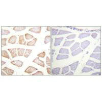 AKT1 (Ab-129) Antibody