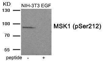 Phospho-RPS6KA5 (Ser212) Antibody