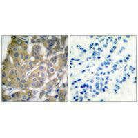 PTGS2 Antibody