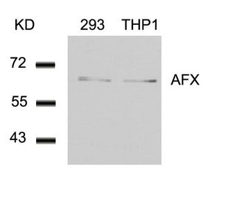 FOXO4 (Ab-197) Antibody