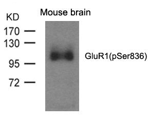 Phospho-GRIA1 (Ser836) Antibody