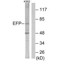 TRIM25 Antibody
