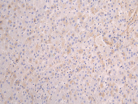 APCS Recombinant Monoclonal Antibody