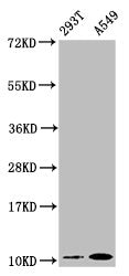 APOA2 Antibody