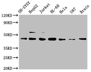 CCR9 Antibody