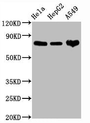 CD44 Antibody
