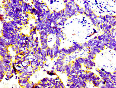 CD74 Antibody