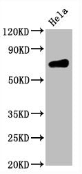 CD86 Antibody