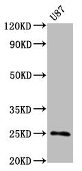 CD9 Antibody