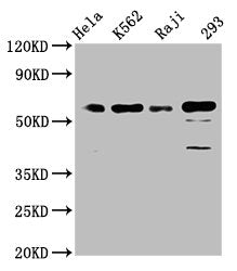 CDC25C Antibody