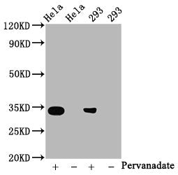Phospho-CDK2 (Y15) Antibody