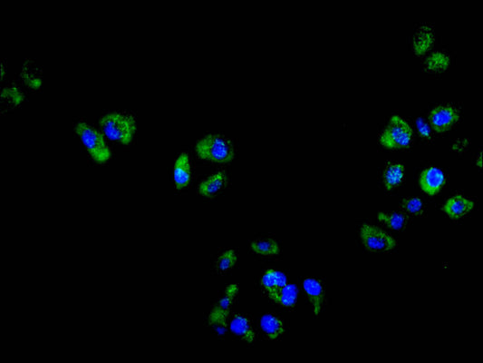 CYBB Recombinant Monoclonal Antibody