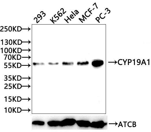 CYP19A1 Antibody