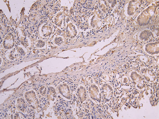 ERAL1 Recombinant Monoclonal Antibody