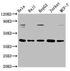 FEN1 Antibody